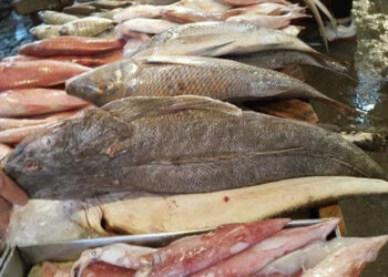 أسعار الأسماك في سوق العبور اليوم السبت