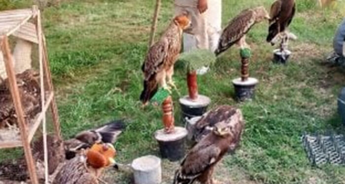 البيئة تنجح في إنقاذ 20 حيواناً مهدداً بالانقراض بالتعاون مع شرطة البيئة والمسطحات