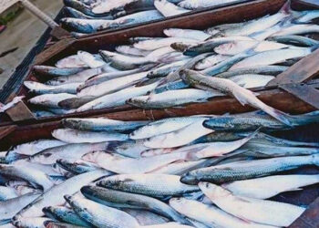 أسعار الأسماك في سوق العبور اليوم الأحد