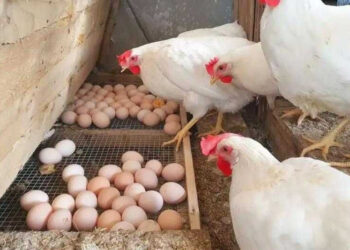 أسعار الدواجن والبيض في الأسواق اليوم السبت