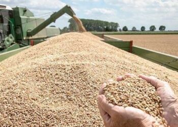 نقيب الفلاحين: عندنا اكتفاء ذاتي من تقاوي القمح وصدرنا هذا الموسم تقاوي قمح  لدول عربية وافريقيه