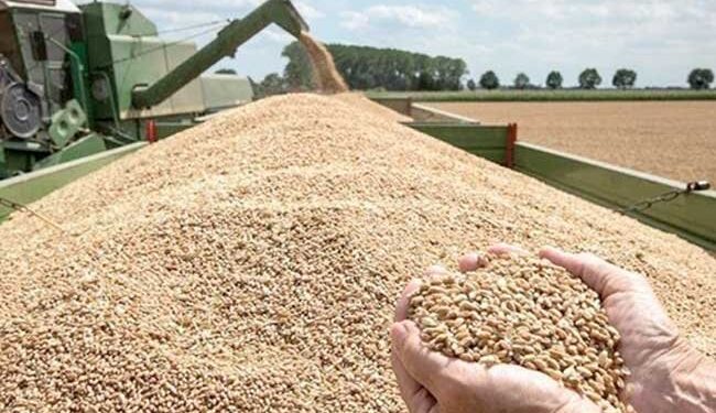 نقيب الفلاحين: عندنا اكتفاء ذاتي من تقاوي القمح وصدرنا هذا الموسم تقاوي قمح  لدول عربية وافريقيه