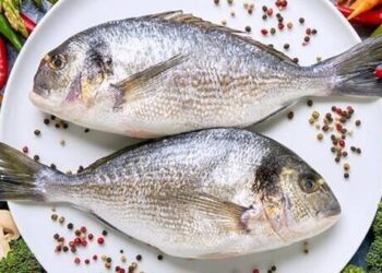 تباين في أسعار الأسماك والجمبري في الأسواق المصرية اليوم 19 نوفمبر 2024