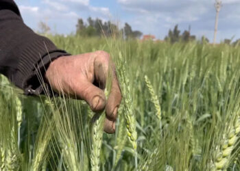 ما تأثيرات زراعة القمح مبكرًا؟ رئيس مركز المناخ يجيب