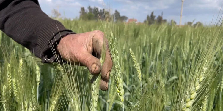 ما تأثيرات زراعة القمح مبكرًا؟ رئيس مركز المناخ يجيب