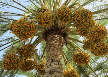 توصيات وزارة الزراعة لمزارعى نخيل البلح خلال شهر نوفمبر