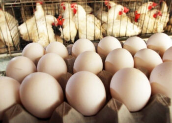 أسعار الدواجن والبيض في الأسواق اليوم الإثنين