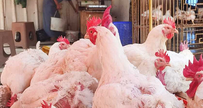 أسعار الدواجن والبيض في الأسواق اليوم الثلاثاء