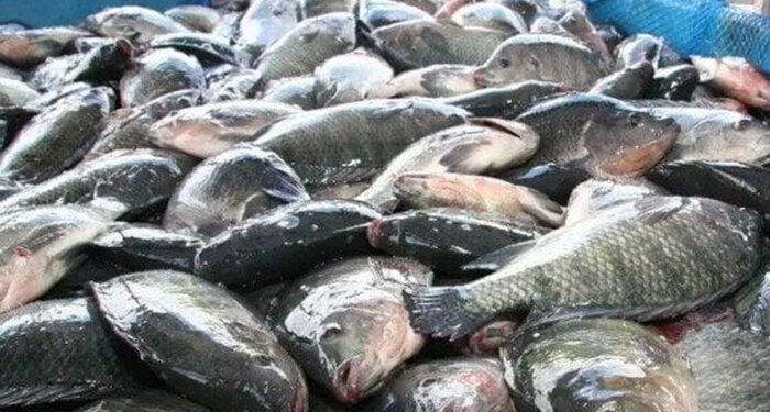 أسعار الأسماك في سوق العبور اليوم السبت