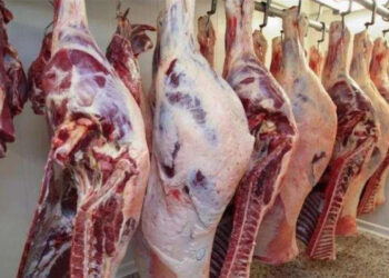 أسعار اللحوم الحمراء اليوم السبت