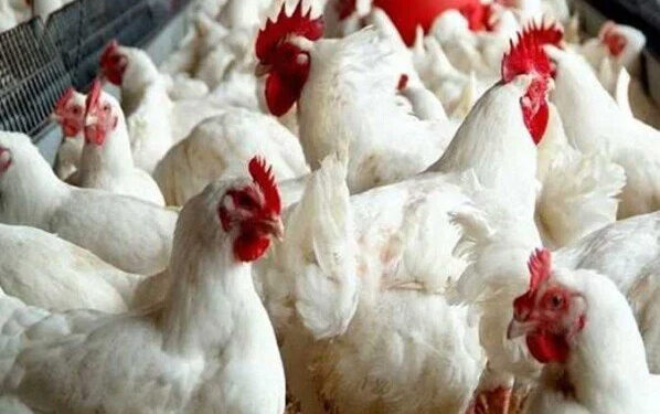 أسعار الدواجن والبيض في الأسواق اليوم الثلاثاء