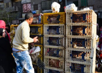 أسعار الدواجن والبيض في الأسواق اليوم الأحد