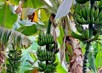 توصيات مهمة من الزراعة لمزارعى الموز.. تعرف عليها