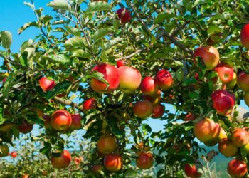 واردات مصر من التفاح الطازج تتراجع خلال 8 أشهر لـ182 مليون دولار