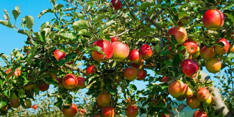 واردات مصر من التفاح الطازج تتراجع خلال 8 أشهر لـ182 مليون دولار