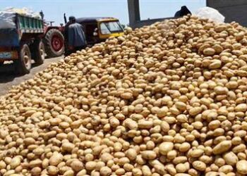 الحجر الزراعي ينشر بيان كميات تقاوي البطاطس المستوردة بصورة دورية