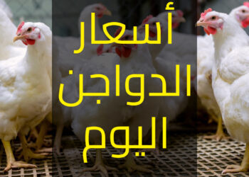 بورصة الدواجن اليوم.. أسعار الفراخ البيضاء فى الأسواق