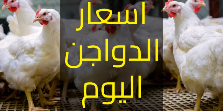 بورصة الدواجن اليوم.. أسعار الفراخ البيضاء فى الأسواق