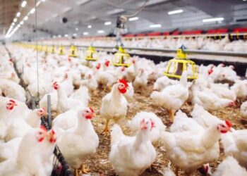 أسعار الدواجن والبيض في الأسواق اليوم الخميس