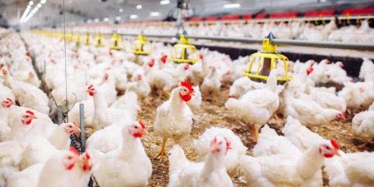 أسعار الدواجن والبيض في الأسواق اليوم الخميس