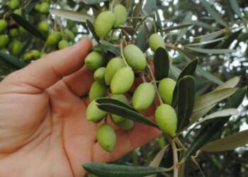 الزراعة: الاهتمام بالتصنيع وفتح أسواق جديدة لزيادة صادرات الزيتون