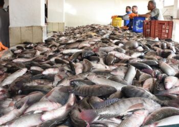أسعار الأسماك في سوق العبور اليوم الخميس
