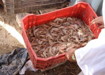 حماية البحيرات يفتتح موسم الصيد في بحيرة قارون بعد انقطاع دام سنوات