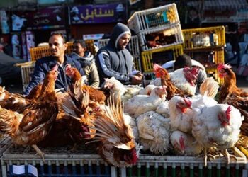 أسعار الدواجن والبيض في الأسواق اليوم الإثنين