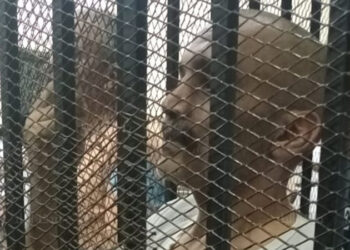 اليوم.. الحكم على المتهم بقتـ ل جواهرجي بولاق أبو العلا