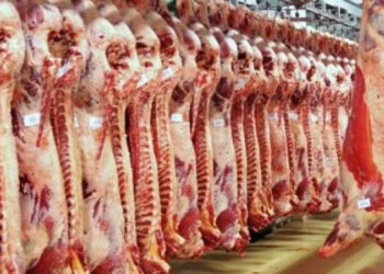 أسعار اللحوم الحمراء اليوم الثلاثاء