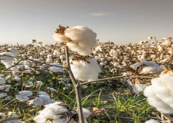 القابضة للغزل تشتري 300 ألف قنطار قطن بسعر الضمان ‬التزاما بتعليمات الحكومة