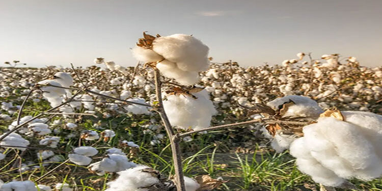 القابضة للغزل تشتري 300 ألف قنطار قطن بسعر الضمان التزاما بتعليمات الحكومة