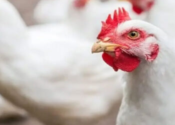 أسعار الدواجن والبيض في الأسواق اليوم الجمعة