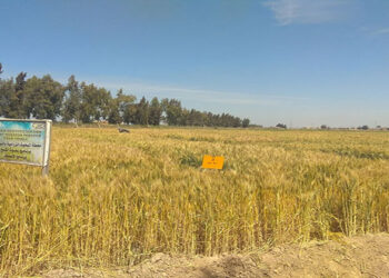 مركز المناخ: ظاهرة الرقاد فى قمح سخا 95 و 96 طبيعية