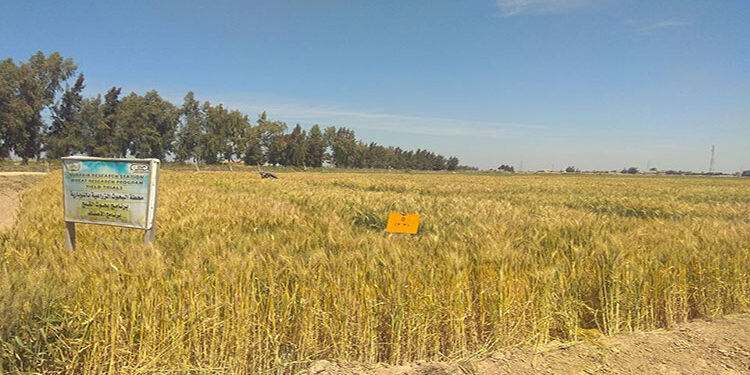مركز المناخ: ظاهرة الرقاد فى قمح سخا 95 و 96 طبيعية