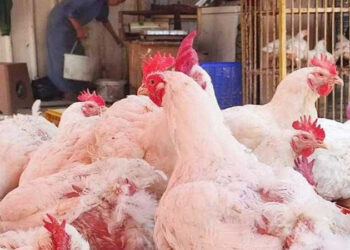 أسعار الدواجن والبيض في الأسواق اليوم الثلاثاء