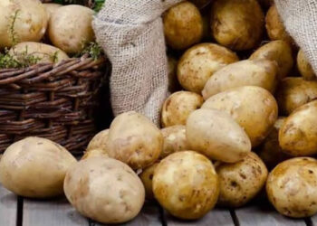 الحجر الزراعي يكشف حقيقة نقص تقاوي البطاطس الواردة