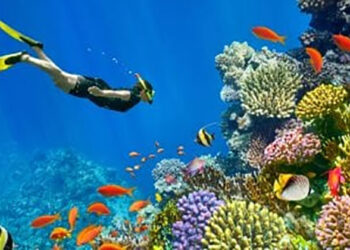 شركة سياحة أوروبية رائدة: مصر وبلغاريا وتونس وجهات مفضلة هذا العام