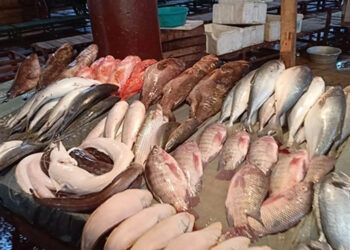 أسعار الأسماك في سوق العبور اليوم الأربعاء