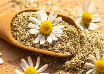 فوائد عديدة لتناول البابونج.. تعرف عليها