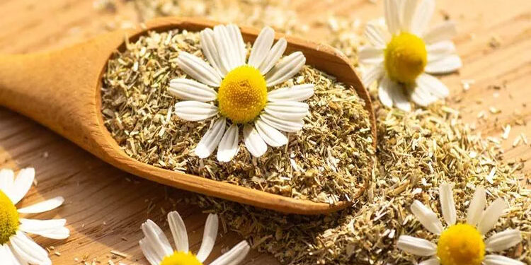 فوائد عديدة لتناول البابونج.. تعرف عليها