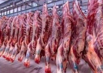 أسعار اللحوم الحمراء اليوم الثلاثاء