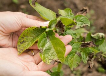 افتتاح أول معامل مرجعية للتنوع الجينى والنيماتودا بمعهد بحوث أمراض النباتات