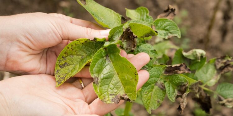 افتتاح أول معامل مرجعية للتنوع الجينى والنيماتودا بمعهد بحوث أمراض النباتات