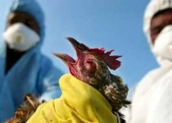 أعراض انفلونزا الطيور يجب الانتباه لها