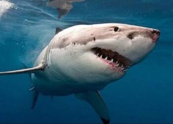 البيئة تكشف تفاصيل حادث هجوم قرش بمنطقة شمال مرسى علم