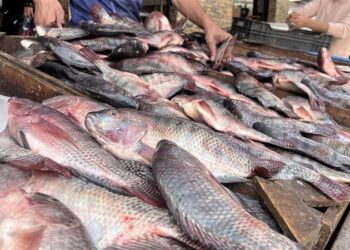 أسعار الأسماك في سوق العبور اليوم الثلاثاء