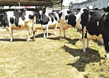 الزراعة: “الخدمات البيطرية” مصر من أوائل دول العالم التي تعتمد مزارع خالية من مرض البروسيلا