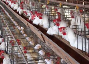 أسعار الدواجن والبيض في الأسواق اليوم الجمعة