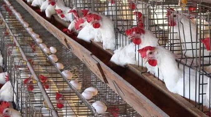 أسعار الدواجن والبيض في الأسواق اليوم الجمعة